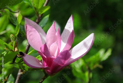 Beautiful spring magnolia flower on natural abstract soft floral background. Sunny weather