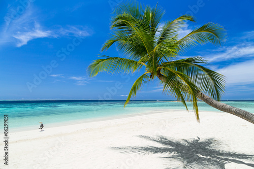 coco palm and heron bird on paradise beach