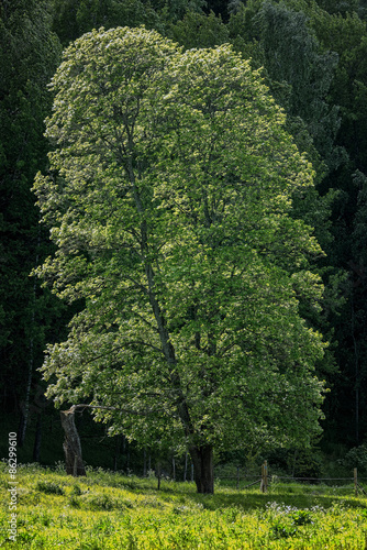 Old big deciduous tree duri...