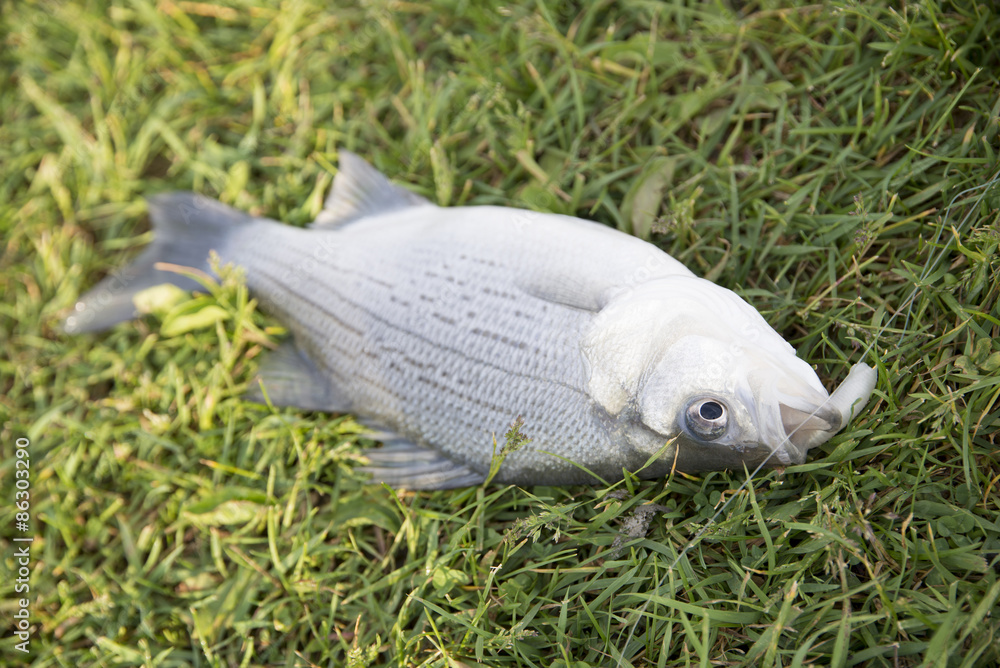 Obraz premium Dead fish