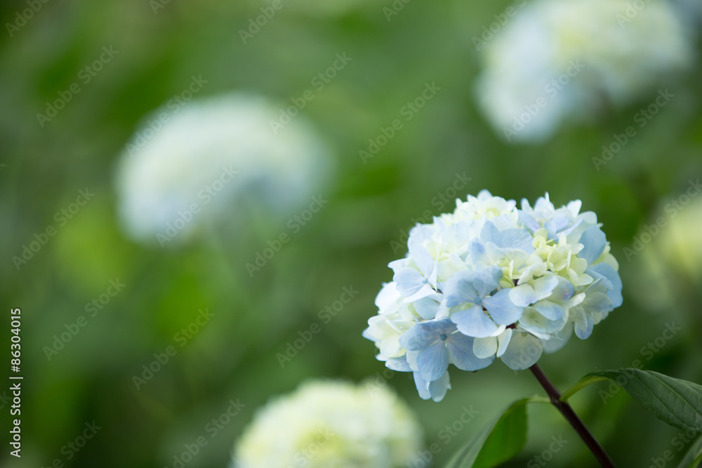 水色のあじさい(紫陽花) 水色のあじさい(紫陽花)