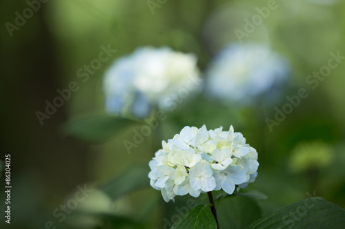 水色のあじさい（紫陽花）