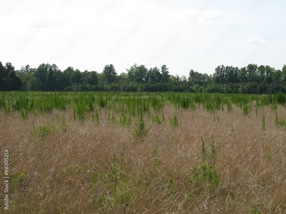 Obraz premium July Landscape