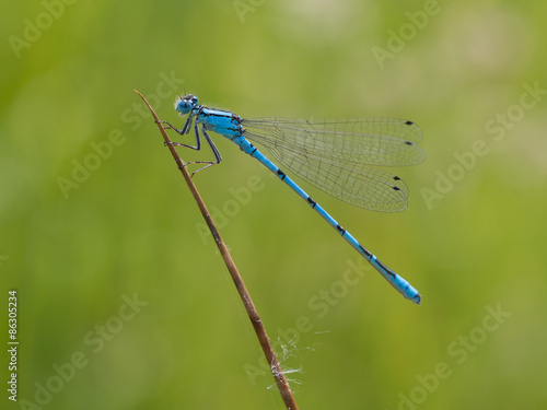 Azure damselfly on a blade of grass - Coenagrion puella