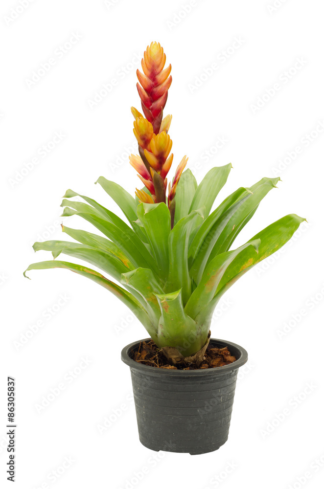 Fototapeta premium bromeliad isolated on white background