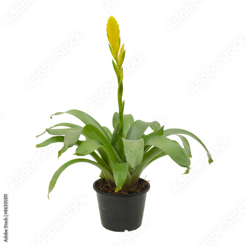 Fotografija bromeliad isolated on white background