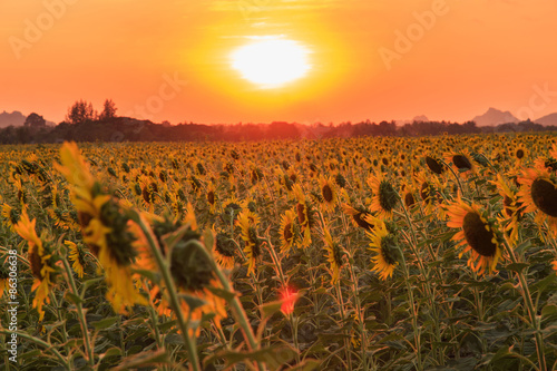 beautiful sunflowers in spring field