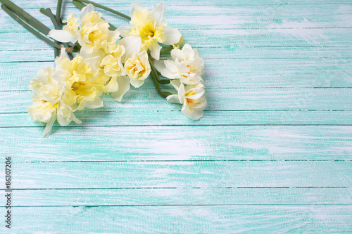 Background with fresh daffodils