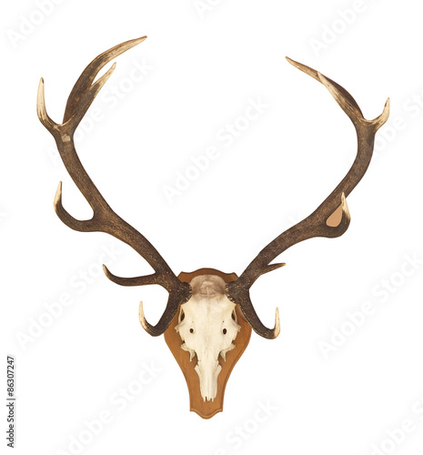 Buffalo skull and horn isolated white background.