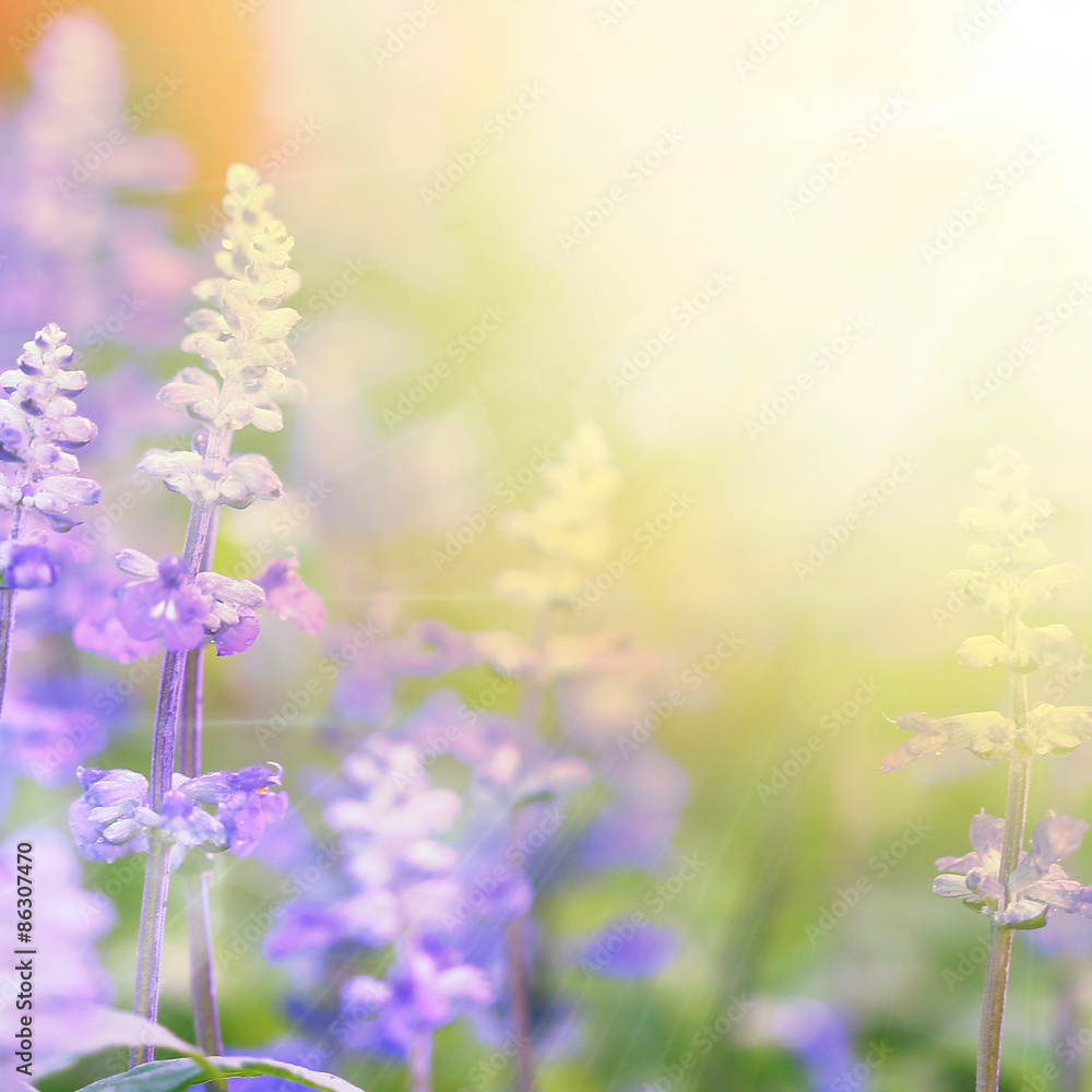 Fototapeta premium spring background