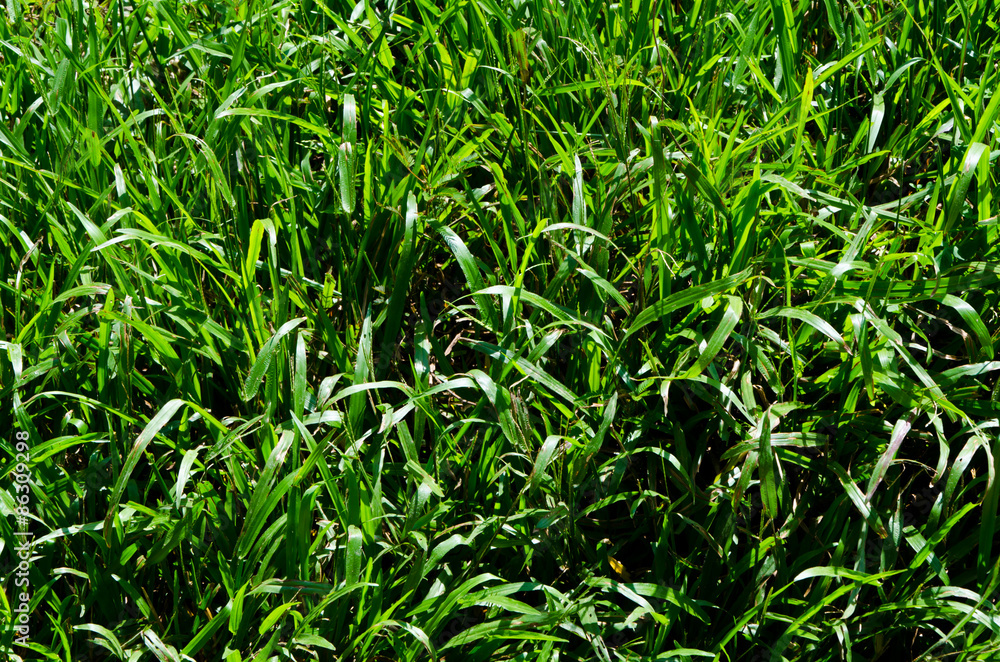 naturally fresh green grass naturally fresh green grass