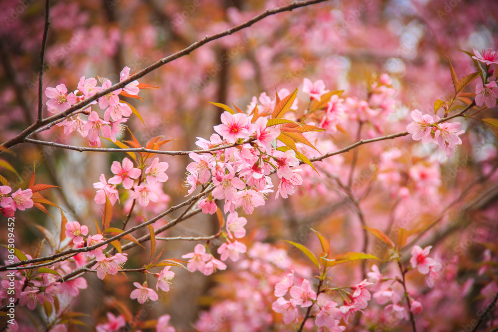 Japanese cherry blossom in spring Japanese cherry blossom in spring