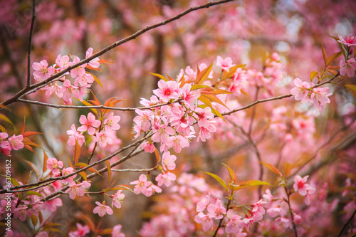 Japanese cherry blossom in spring