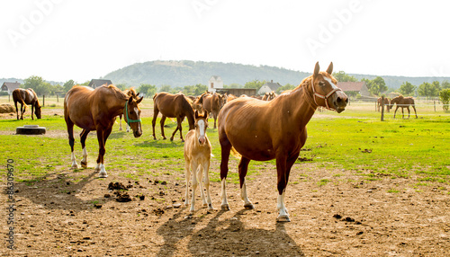 Horse group on fild with babies