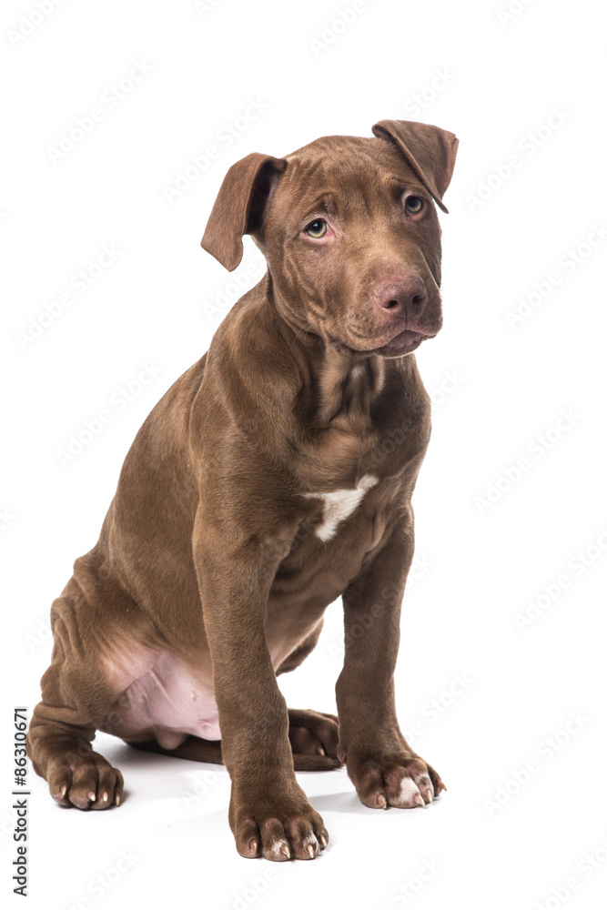Cute sitting brown pitbull puppy at a white background