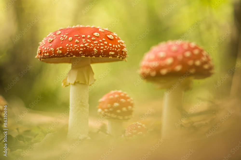 Fly agaric toadstools standing in a forest during autumn Fly agaric toadstools standing in a forest during autumn