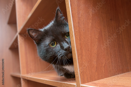 Black cat hiding in the closet