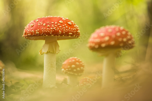 Fly agaric toadstools standing in a forest during autumn