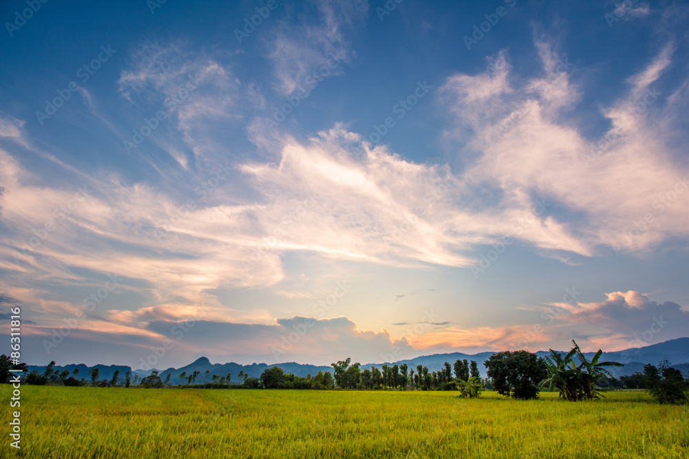 Obraz premium Rice field