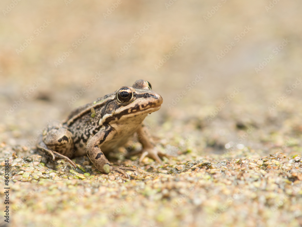 Little brown frog in a dried up pond Little brown frog in a dried up pond