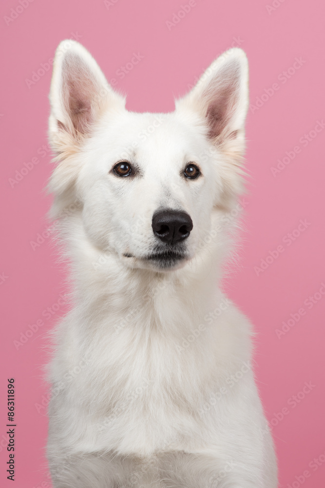 Portrait of a Swiss white shepherd at a pink background Portrait of a Swiss white shepherd at a pink background