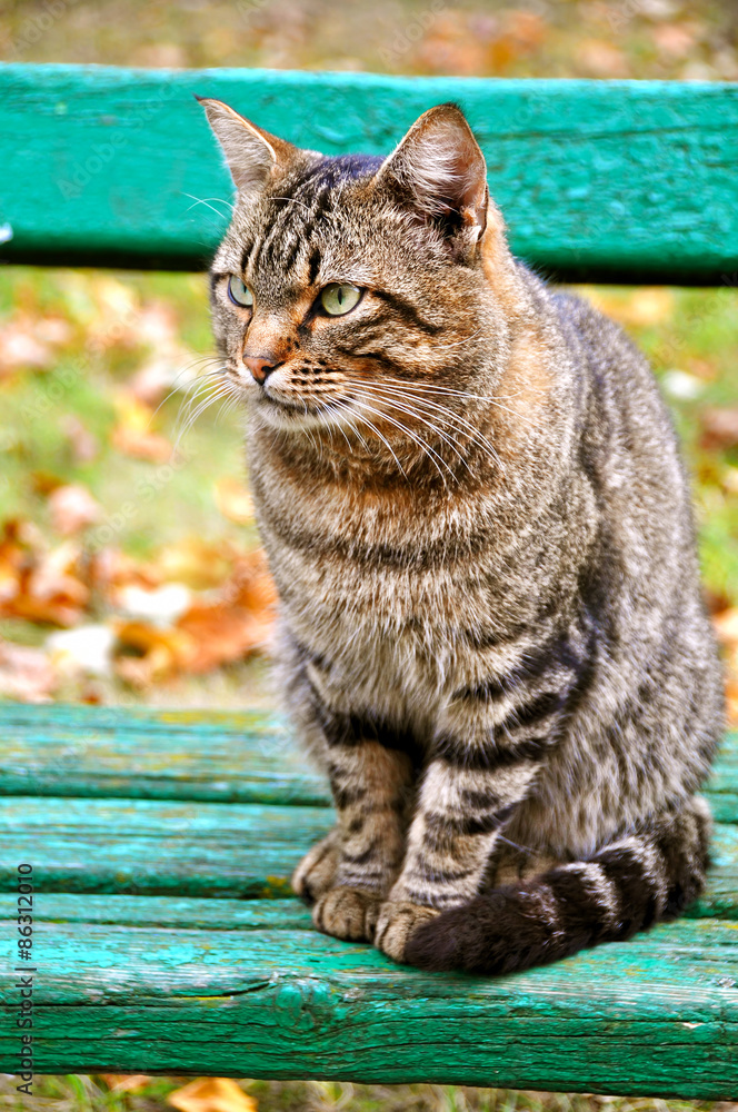 tabby cat on the bench tabby cat on the bench