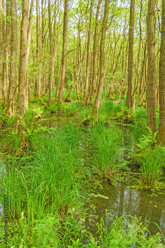 Darsswald near Prerow