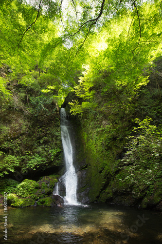 滝と新緑（東京奥多摩の海澤の三滝の大滝）