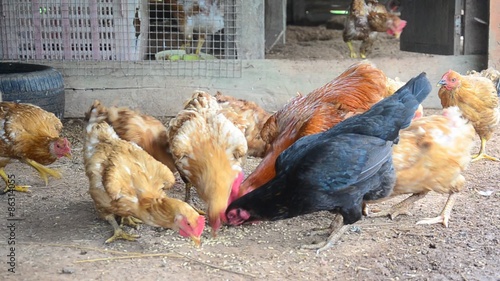 Betong chicken farm by farmers in southernmost provinces of Thailand photo