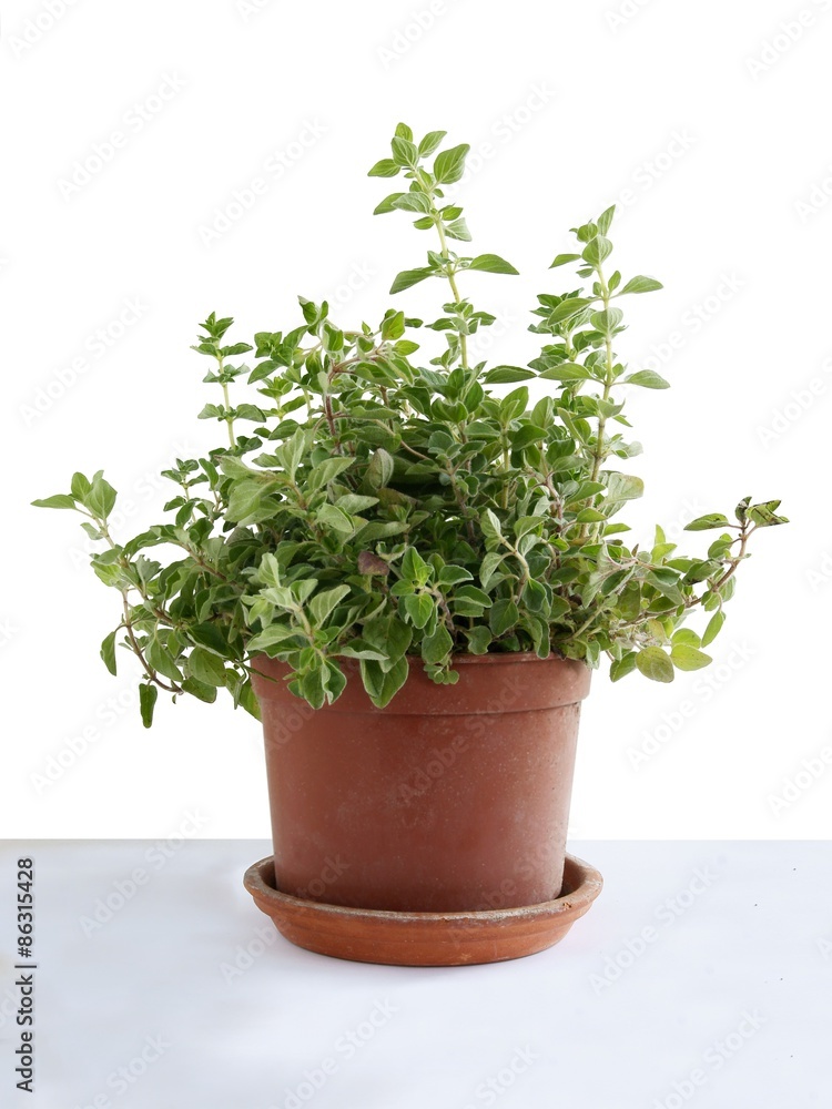 oregano herb in pot