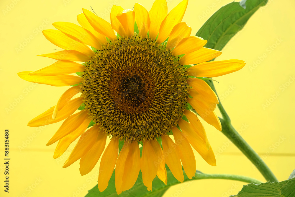 Obraz premium Sun flower and yellow background