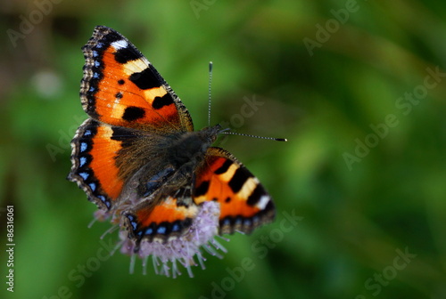 orange weiß blau und schwarzer Schmetterling auf einer Wiese