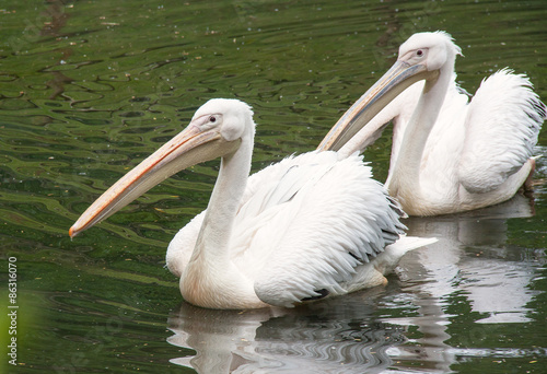 Pélicans -Pelecanus - sur l'étang