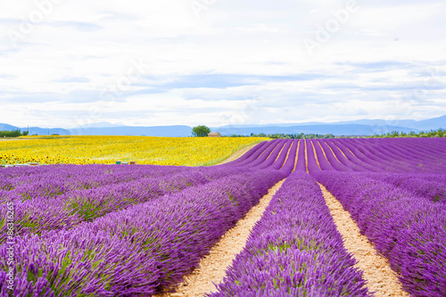 Blossoming lavender and sunflower fields in Provence, France.