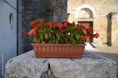 Fototapeta Naklejka Na Ścianę i Meble -  Gerani