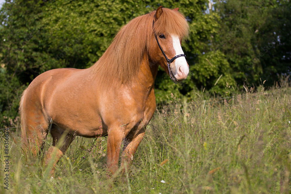 Obraz premium Stehender Fuchs-Falbe Isländer