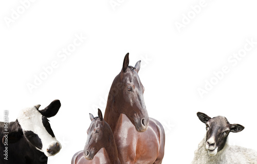 farm animals on a white background