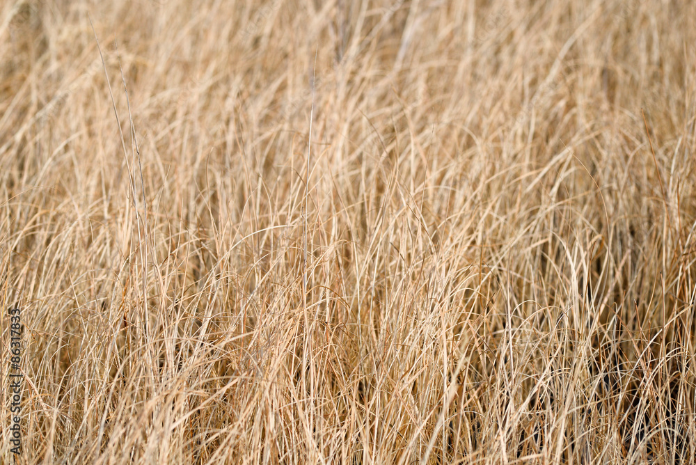 Dry faded grass/Background of dry faded grass Dry faded grass/Background of dry faded grass