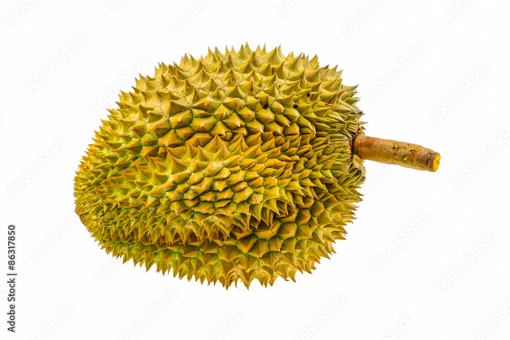 Durian fruit isolated on white background, Fresh fruit from orchard