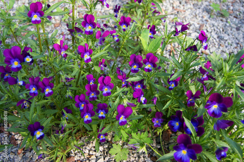 Beautiful flower pansy