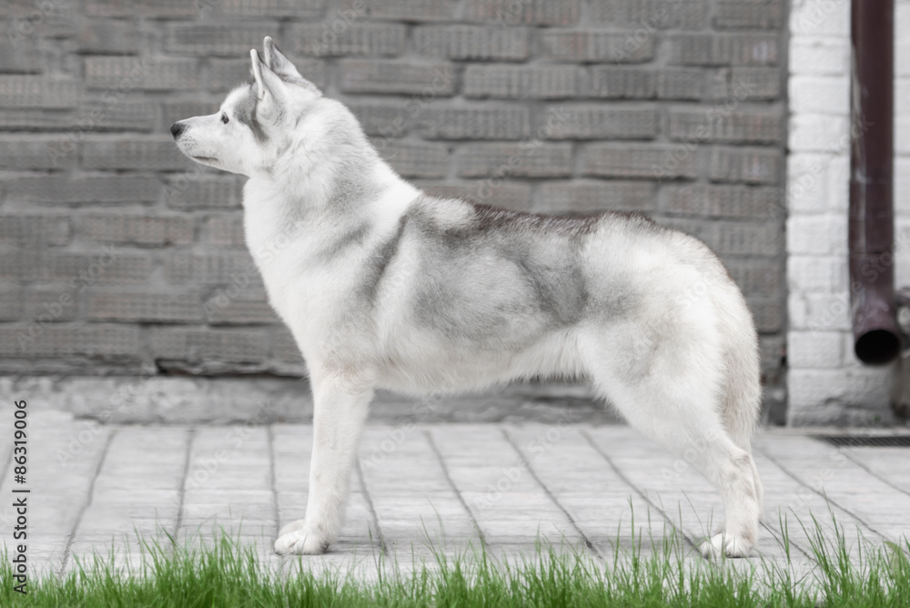 Portrait of Siberian Husky in winter Portrait of Siberian Husky in winter