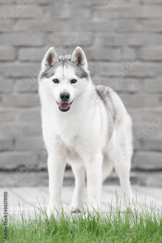 Portrait of Siberian Husky in winter