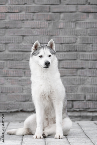 Portrait of Siberian Husky in winter