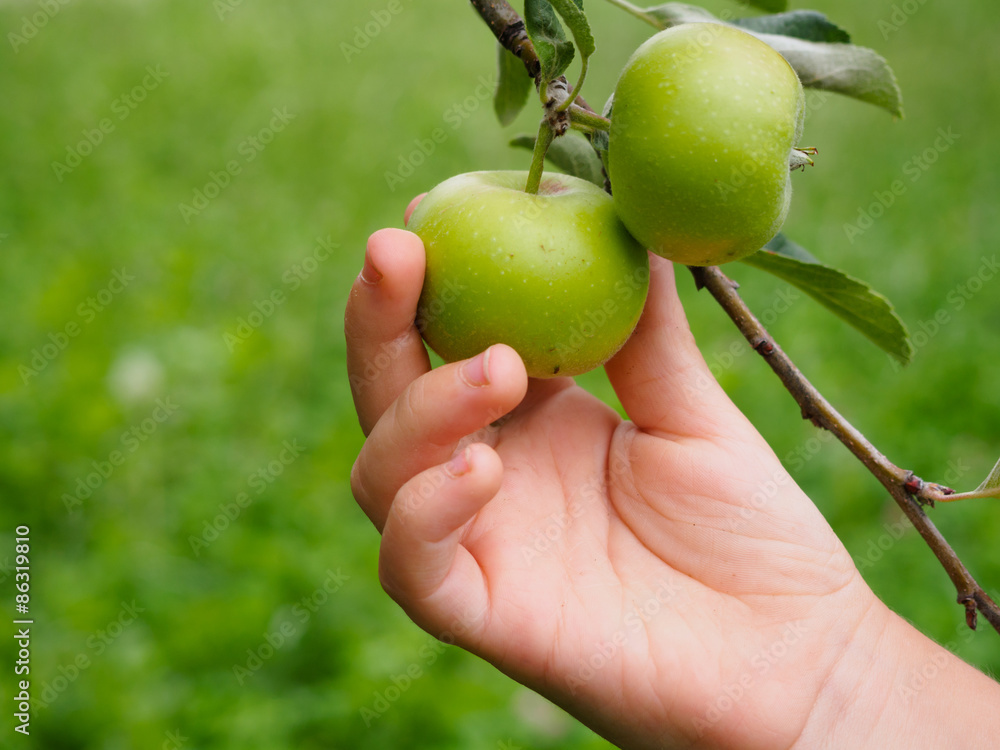 Child trying to remove small green apple from the tree Child trying to remove small green apple from the tree