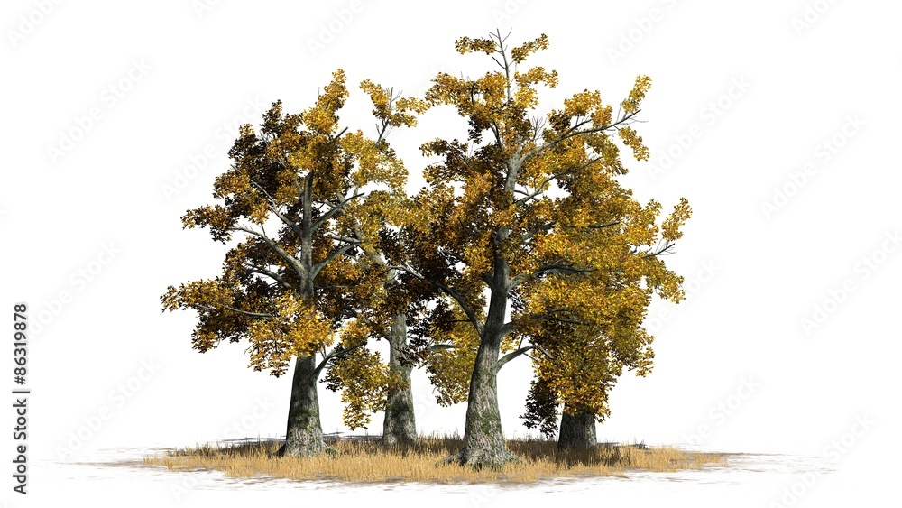 Obraz premium Sassafras trees cluster fall - separated on white background