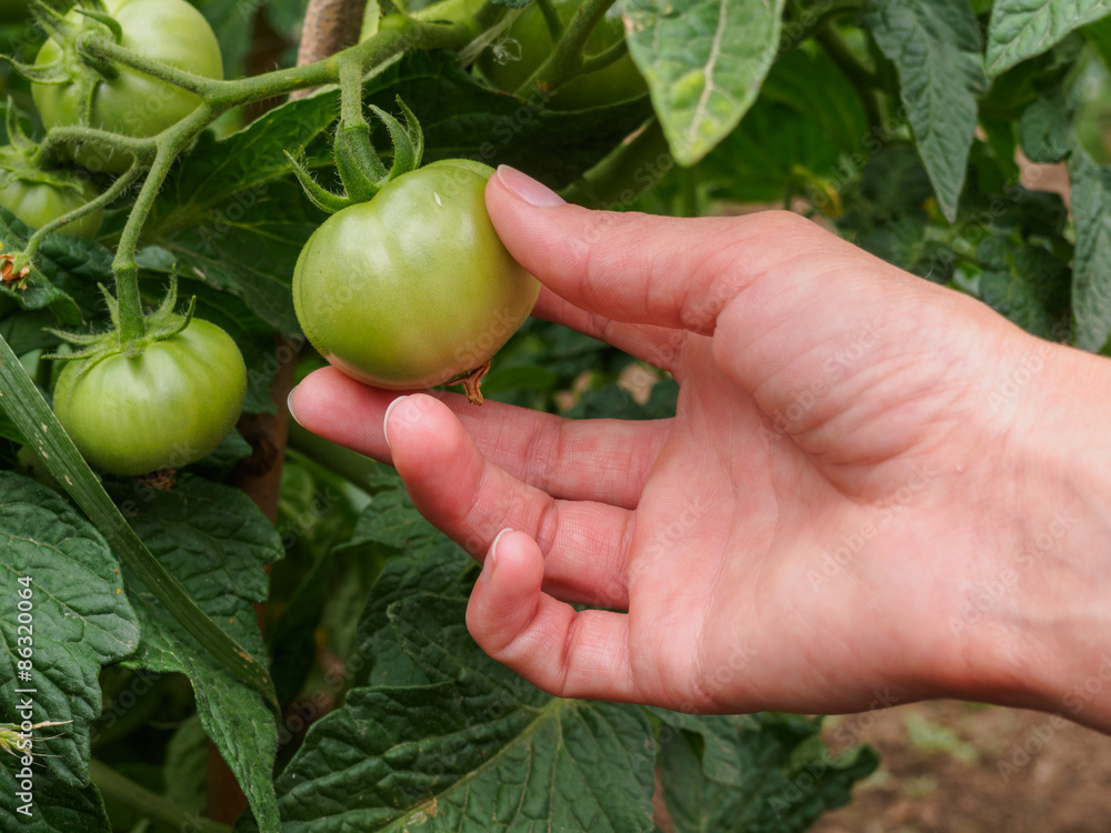 Woman's hand holding green tomatoes in the garden Woman's hand holding green tomatoes in the garden