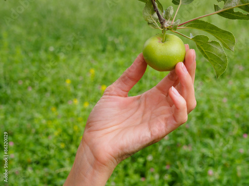 Woman's hand is holding small green apple on the tree