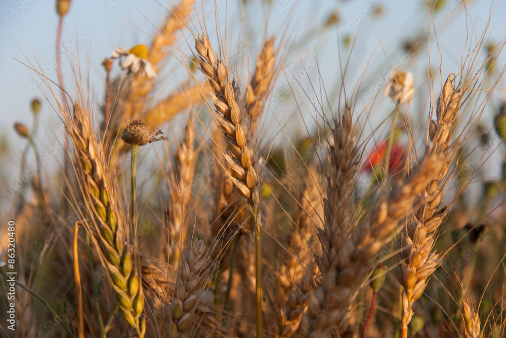 Fototapeta premium Wheat field poppy flowers