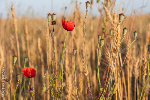 Wheat field poppy flowers © 445017