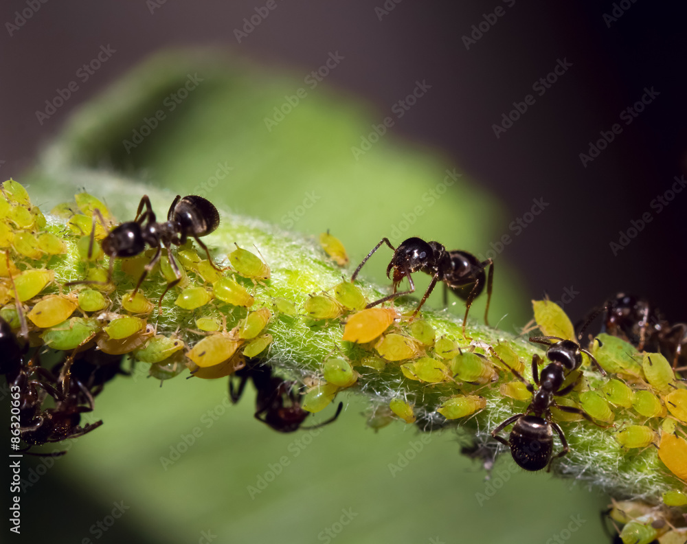 Macro insects are ants and aphids Macro insects are ants and aphids
